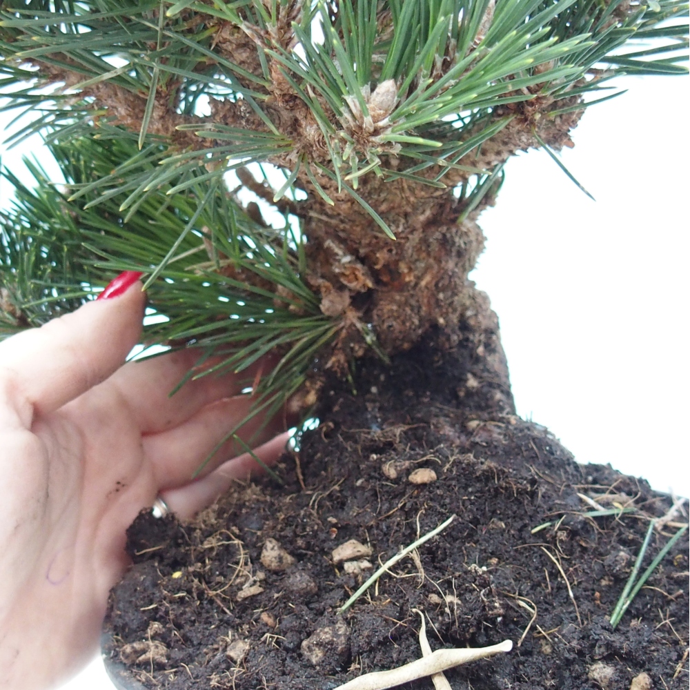 Bonsai voor buiten - Pinus thunbergii senjyumaru - Thunberg den