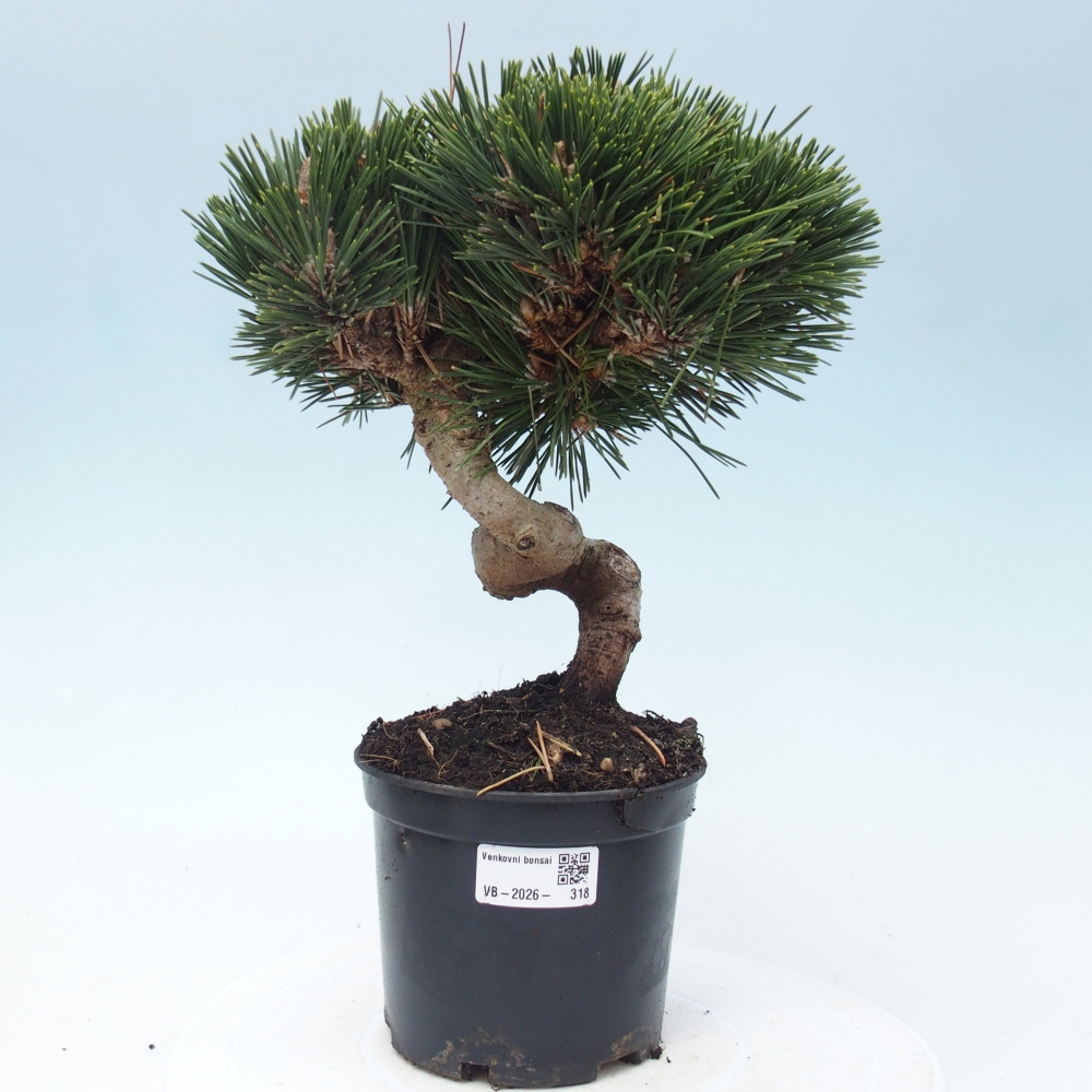 Bonsai voor buiten - Pinus thunbergii senjyumaru - Thunberg den