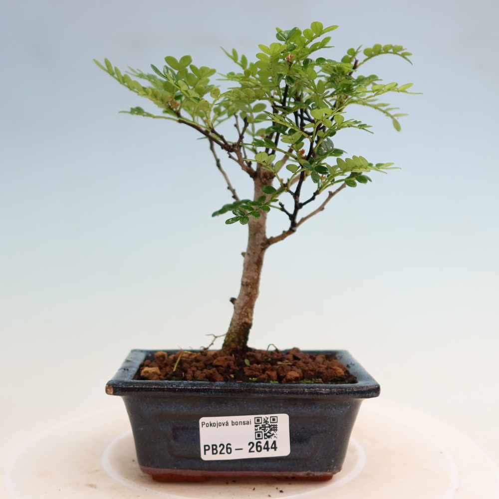 Kamerbonsai - Zantoxylum piperitum - peperboom
