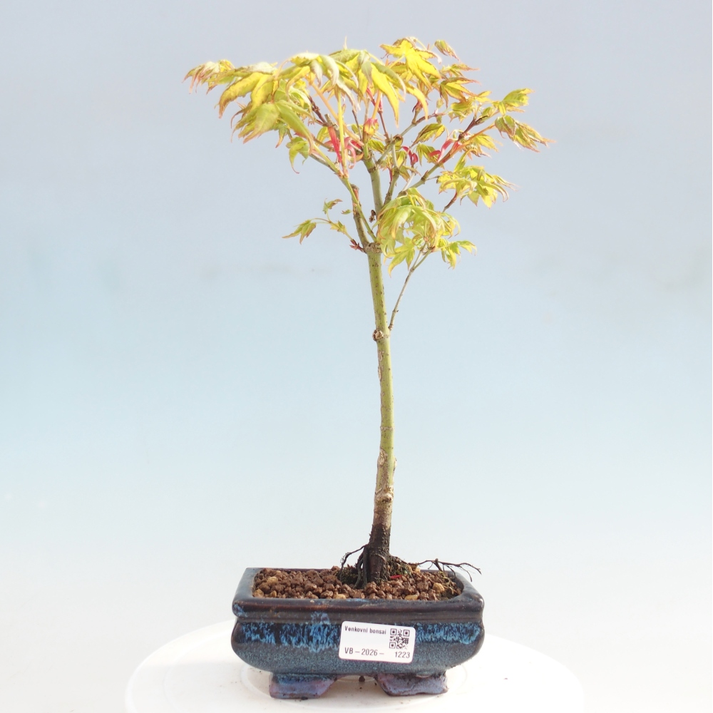 Acer palmatum Aureum - Gewone esdoorn