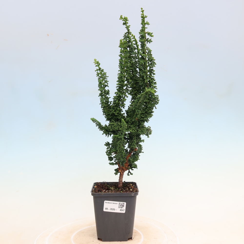Bonsai voor buiten - Cham. obtusa SEKKA HINOKI - Cipres
