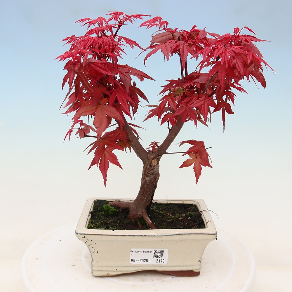 Bonsai voor buiten - Acer palmatum DESHOJO