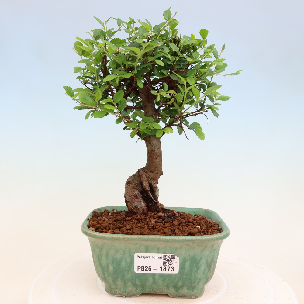 Kamerbonsai - Ulmus parvifolia - Winteriep