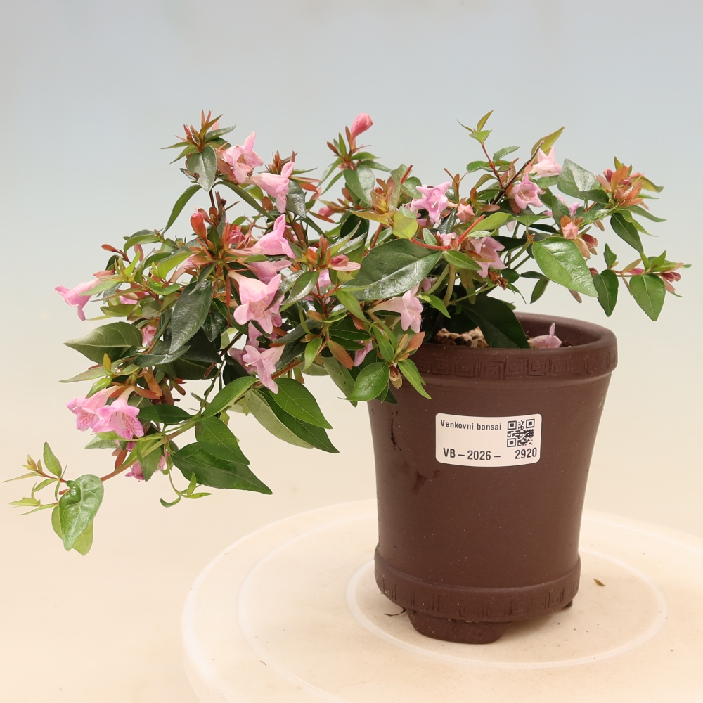 Buitenbonsai - Abelia Edward Goucher - Grootbloemige abelia