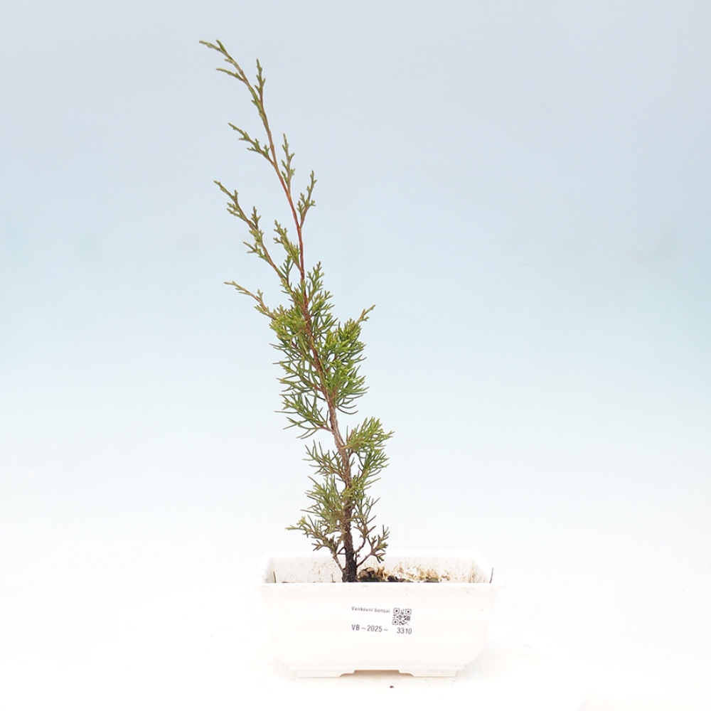 Bonsai voor buiten - Juniperus chinensis Itoigawa