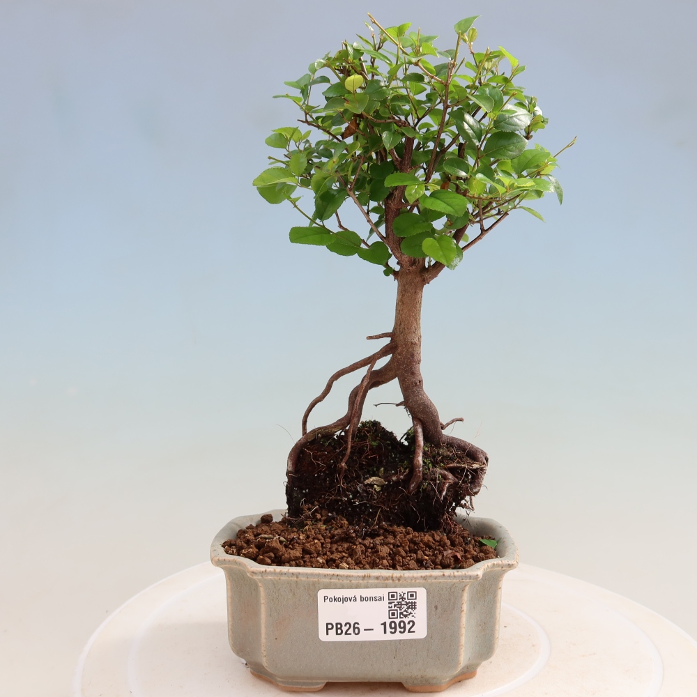 Kamerbonsai - Sageretia thea - Sageretia thea
