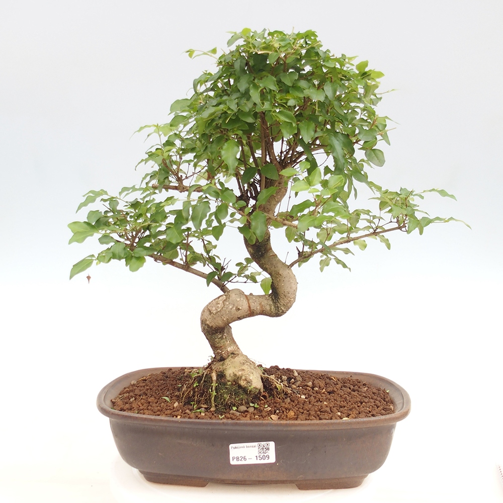 Kamerbonsai -Ligustrum chinensis - Vogelsnavel
