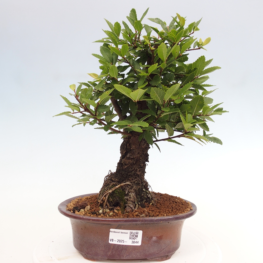 Bonsai voor buiten - Zelkova - Zelkova NIRE