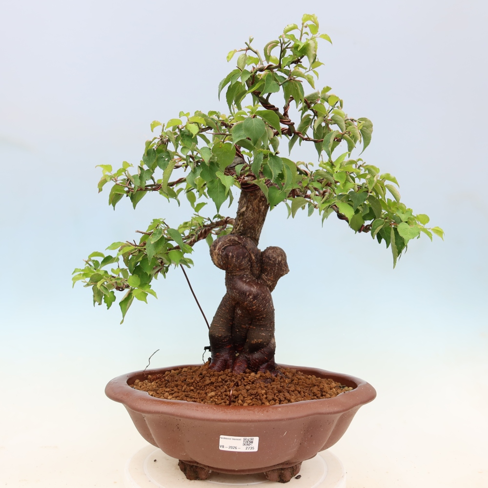 Bonsai voor buiten – Japanse abrikoos – Prunus Mume