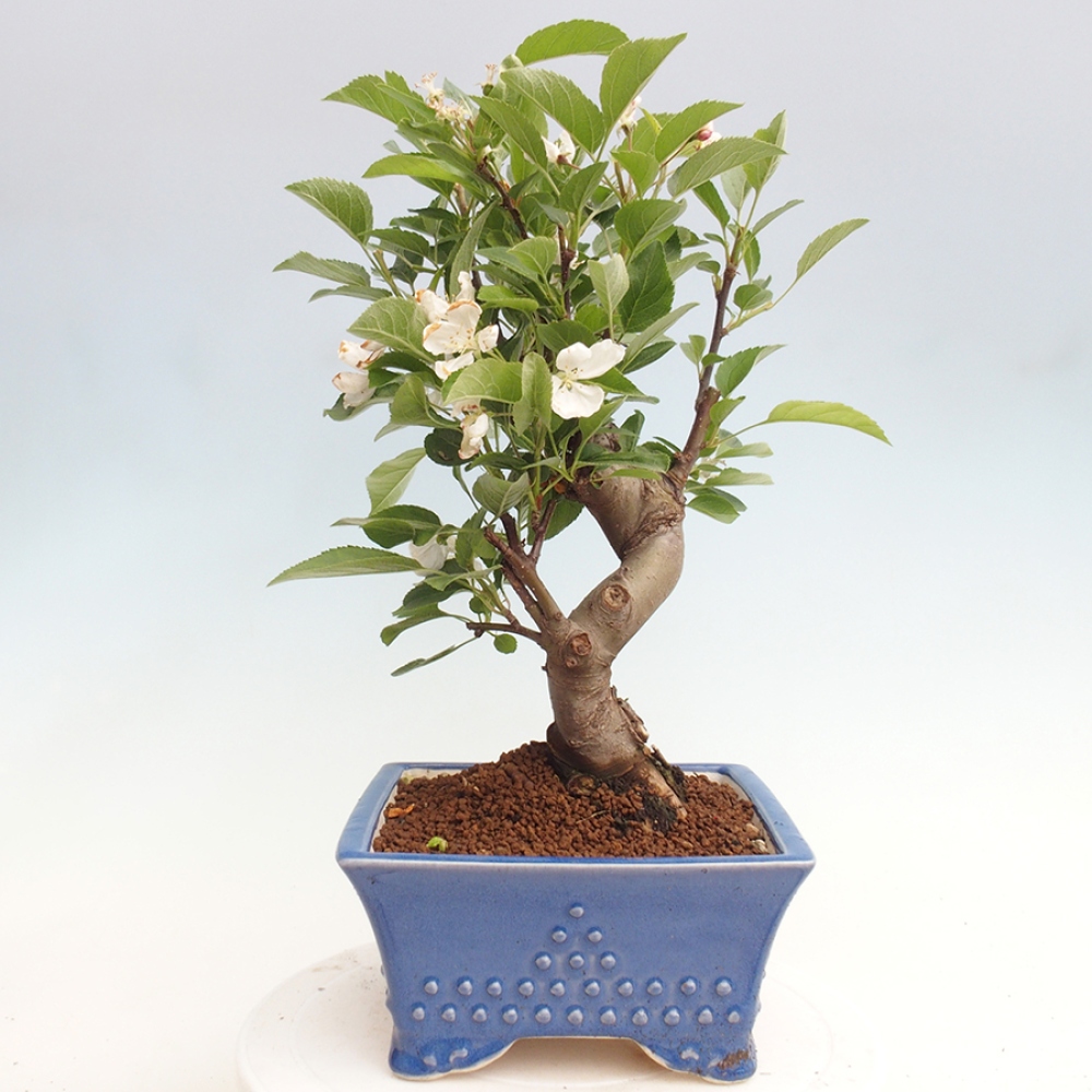 Bonsai voor buiten -Malus halliana - Appelboom met kleine vruchten