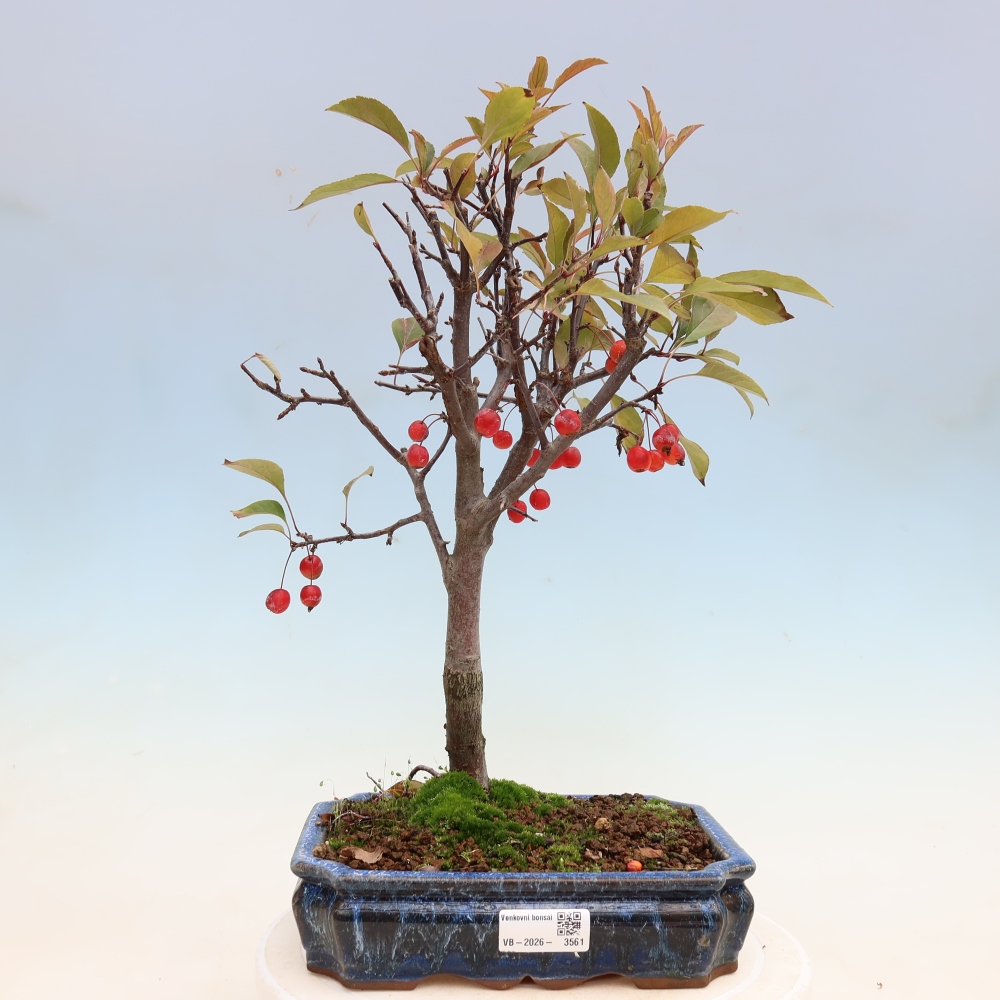 Bonsai voor buiten -Malus domestica - Roodbladige appelboom met kleine vruchten