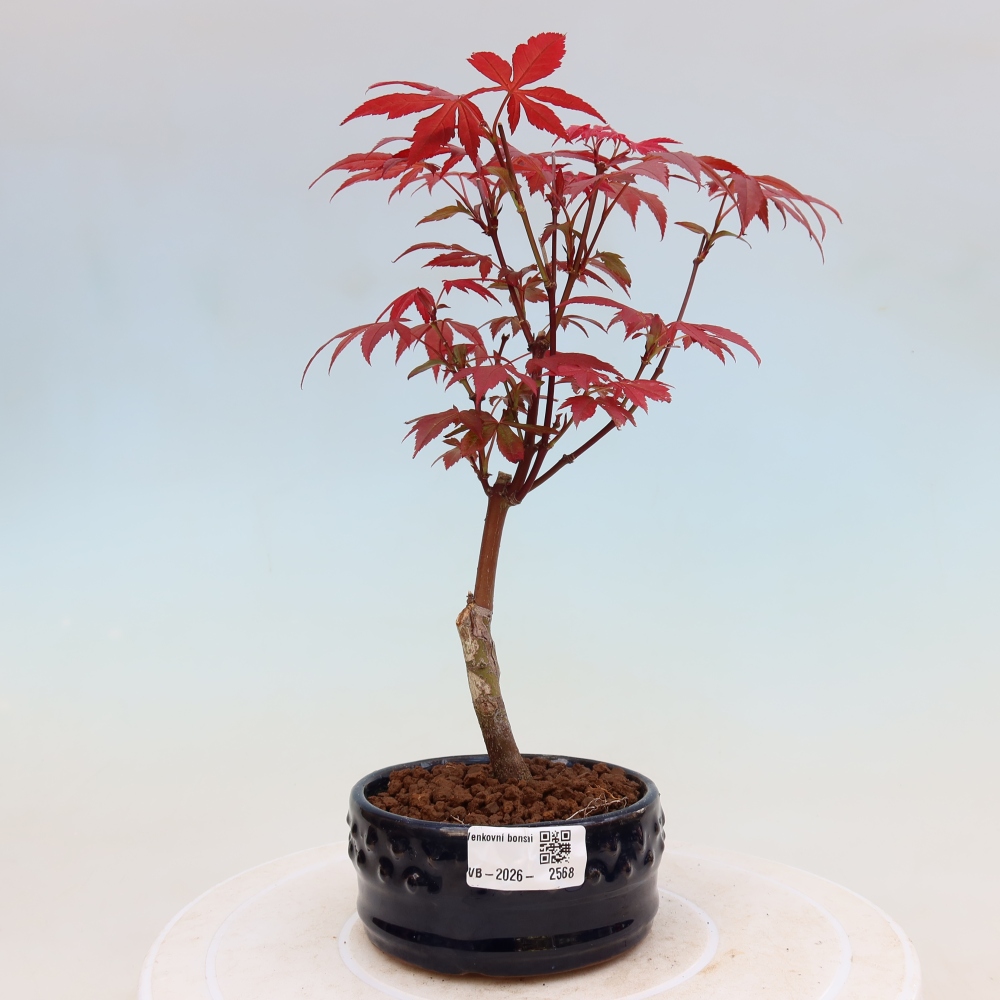 Bonsai voor buiten - Acer palm. Atropurpureum-Javorpalm