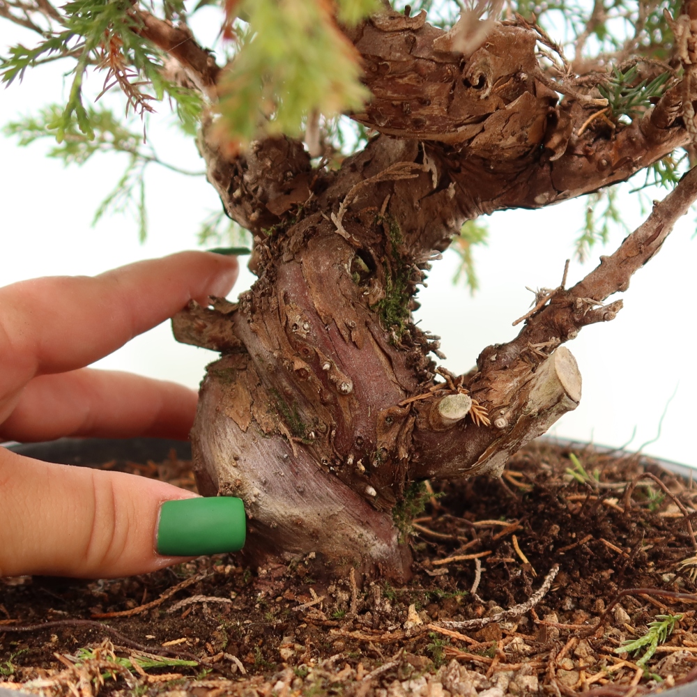 Bonsai voor buiten - Juniperus chinensis Itoigawa-Juniperus chinensis