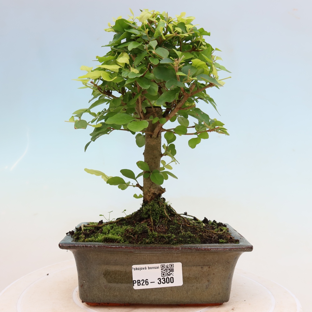 Kamerbonsai -Ligustrum chinensis - Vogelsnavel