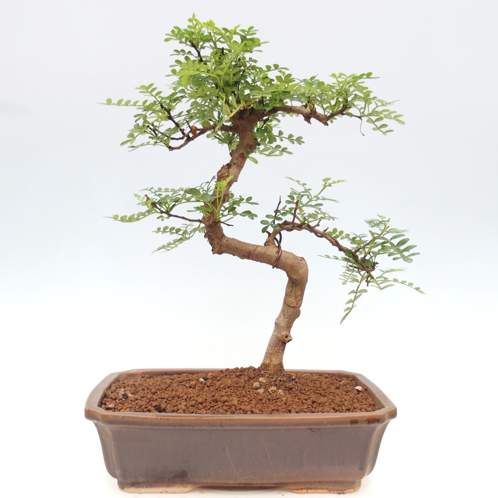 Kamerbonsai - Zantoxylum piperitum - peperboom
