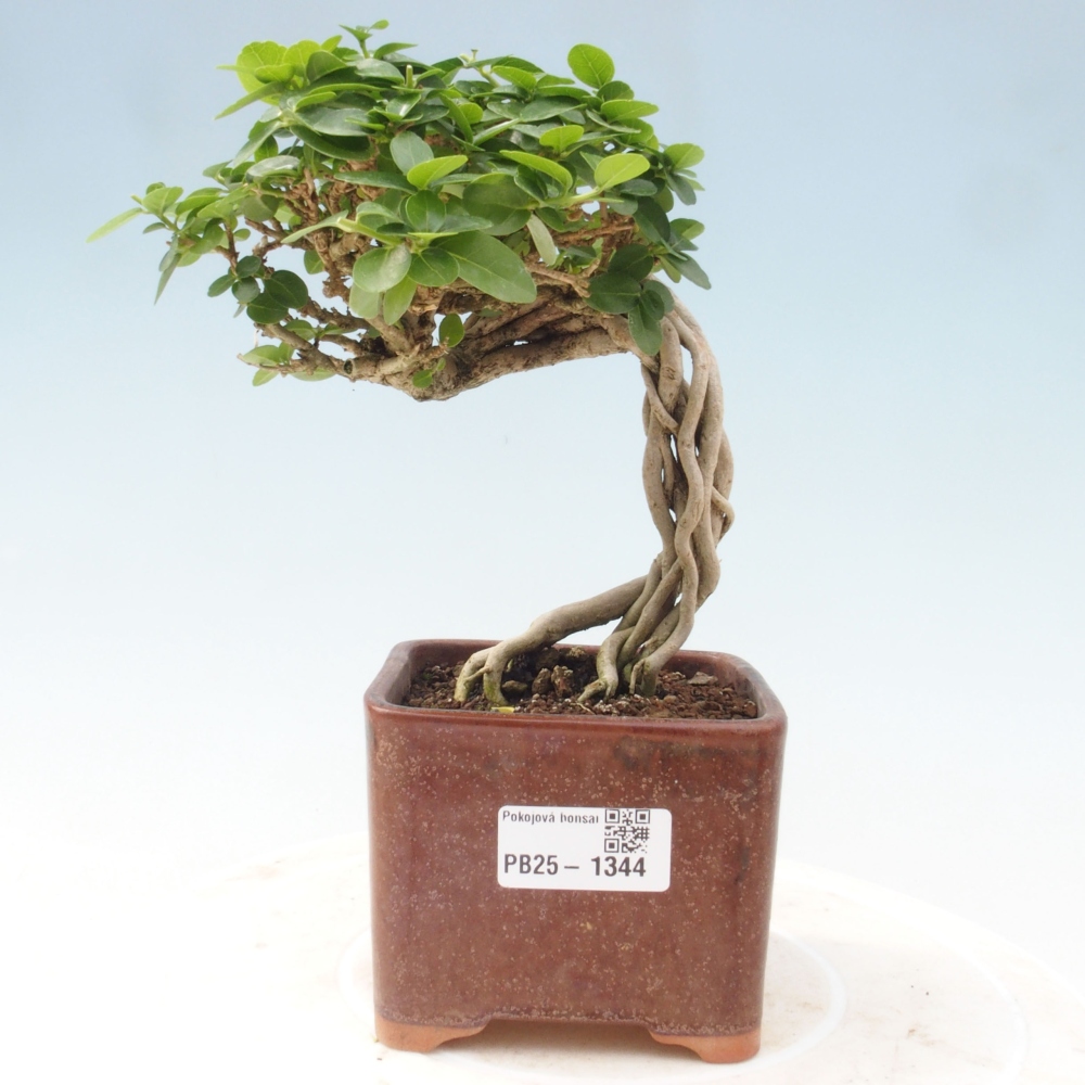 Bonsai voor binnen - Premna serratifolia - Kozlovna malolista