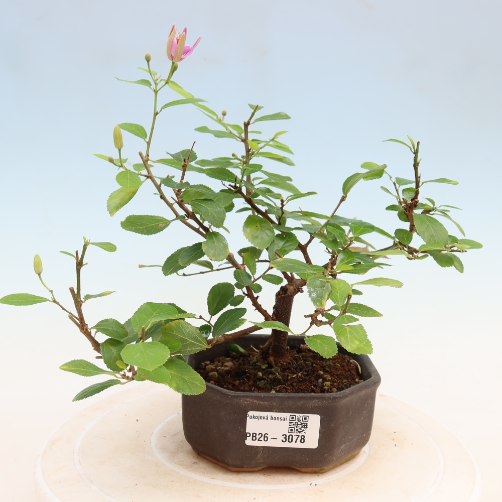 Kamerbonsai – Grewia occidentalis – Lavendel-sterbloem