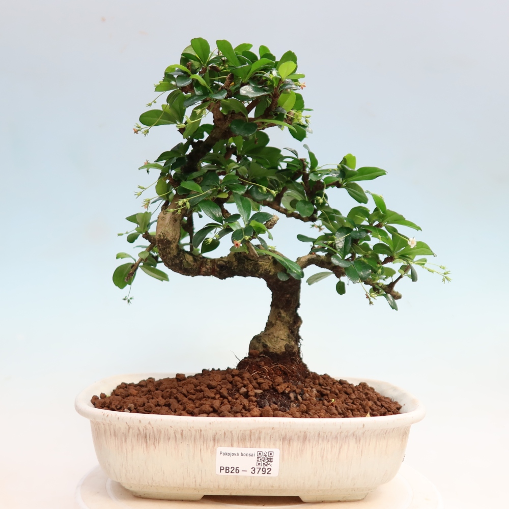 Kamerbonsai - Carmona macrophylla - Thee fuki