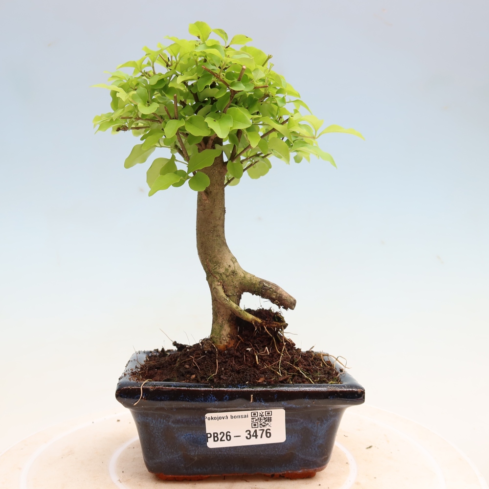 Kamerbonsai -Ligustrum chinensis - Vogelsnavel