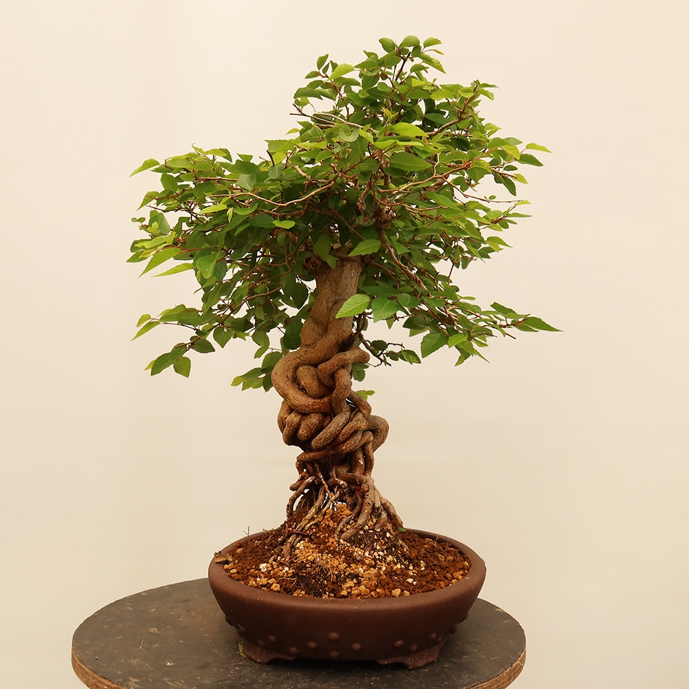 Bonsai voor buiten -Carpinus Coreana - Koreaanse haagbeuk