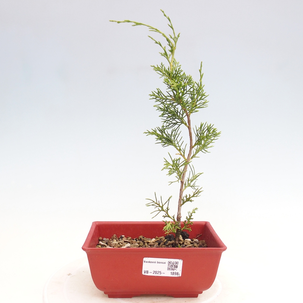 Bonsai voor buiten - Juniperus chinensis Itoigawa