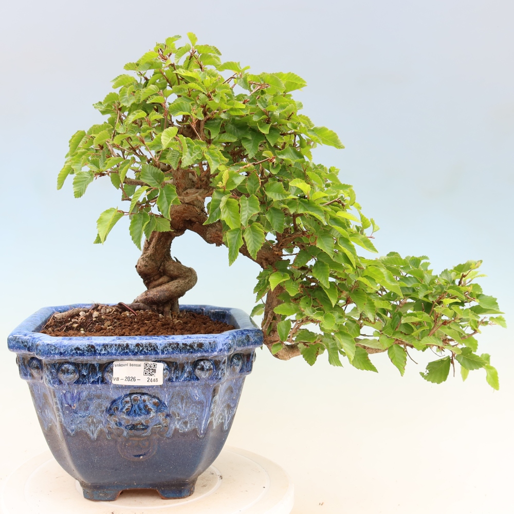 Bonsai voor buiten -Carpinus Coreana - Koreaanse haagbeuk