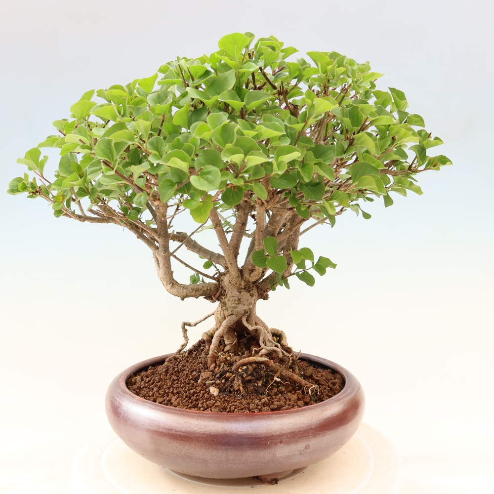Bonsai voor buiten - Syringa microphylla - kleinbloemige sering