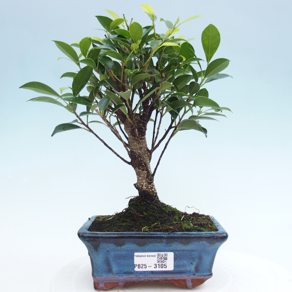 Kamerbonsai - Ficus retusa - kleinbladige ficus
