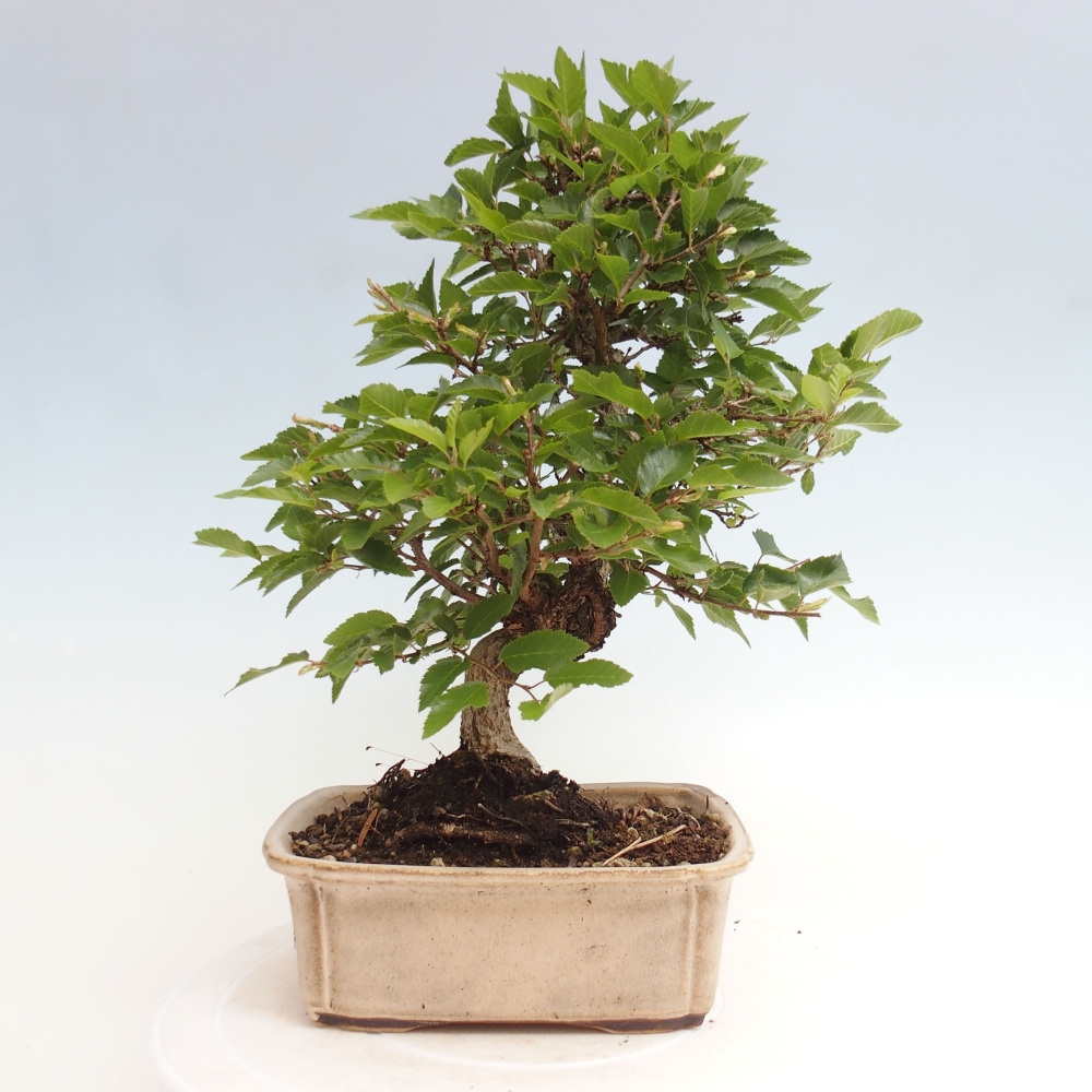 Bonsai voor buiten -Carpinus CARPINOIDES - Koreaanse haagbeuk