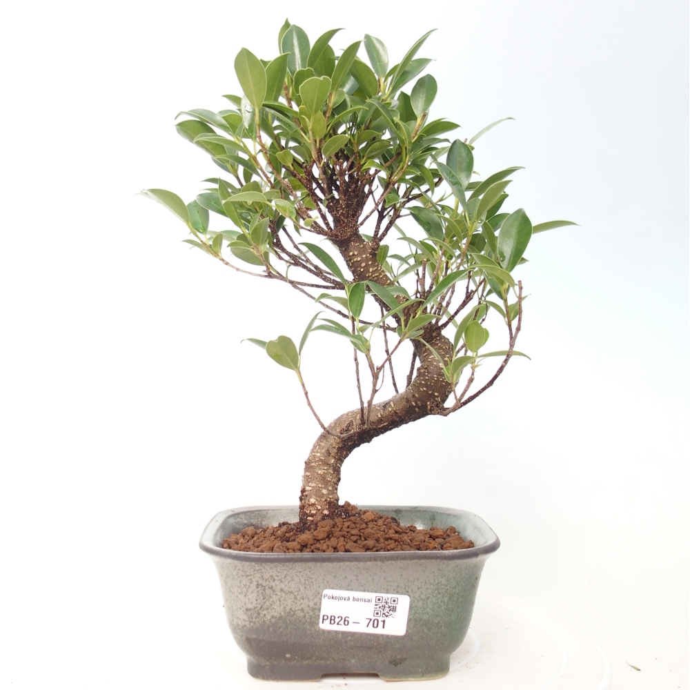 Kamerbonsai - Ficus retusa - kleinbladige ficus