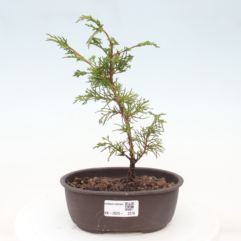Bonsai voor buiten - Juniperus chinensis Itoigawa