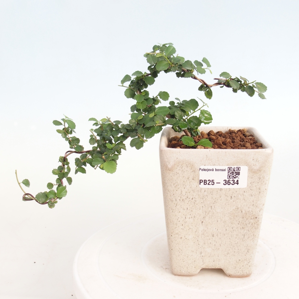 Kamerbonsai - Grewia sp. - Grewia malafolia