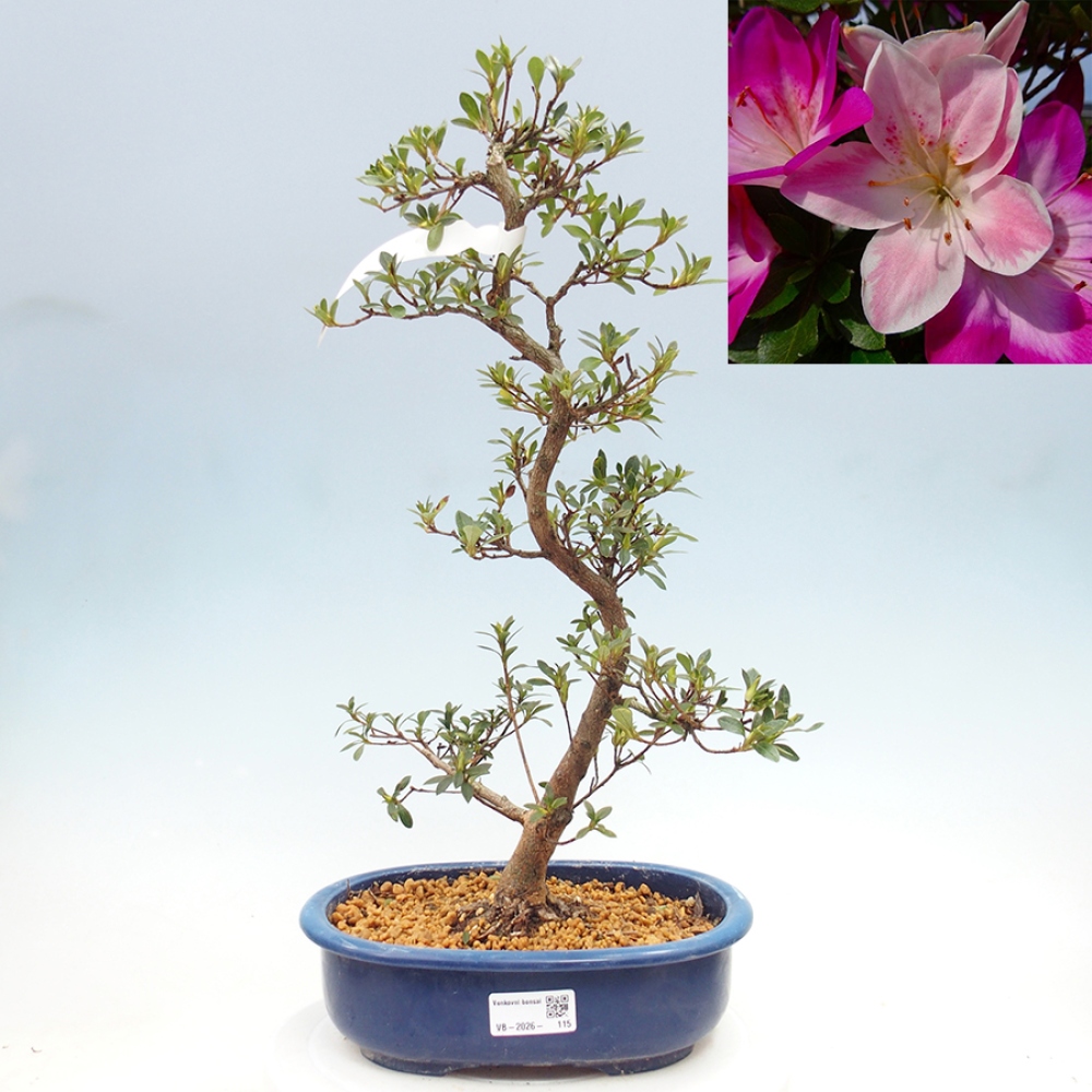 Bonsai voor buiten - Japanse Azalea - Azalea MURASAKI