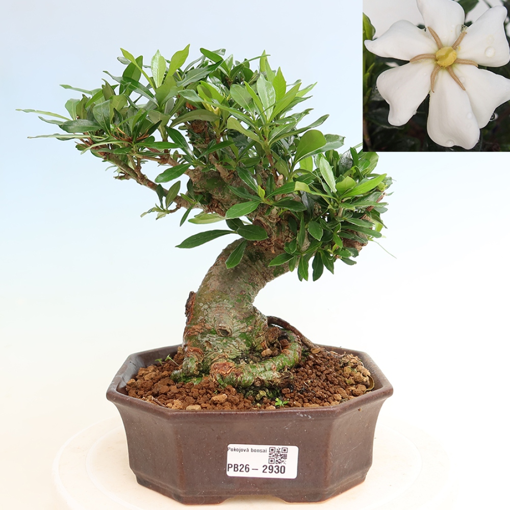 Kamerbonsai - Gardenia jasminoides-Gardenia