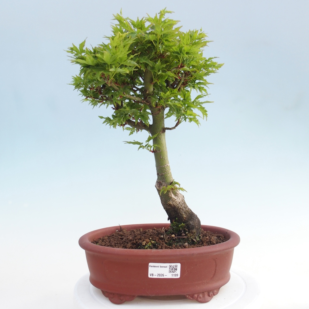Bonsai voor buiten -Javor palm Acer palmatum Shishigashira