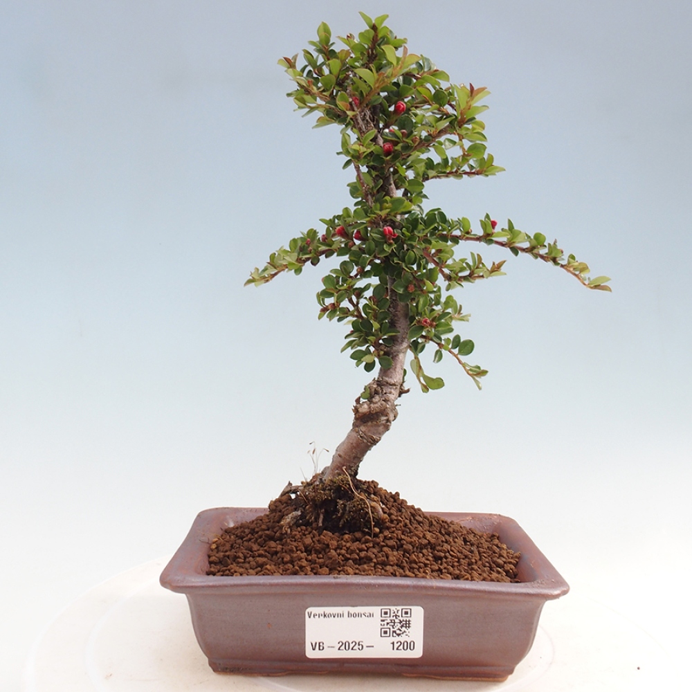 Bonsai-Cotoneaster horizontalis voor buiten - Rocky Mountain