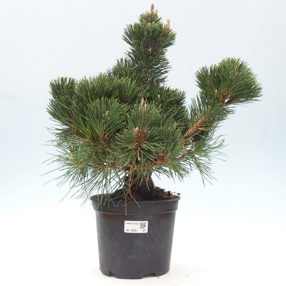 Bonsai voor buiten - Pinus thunbergii senjyumaru - Thunberg den