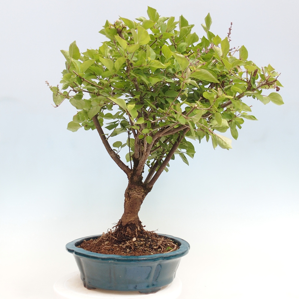 Bonsai voor buiten - Syringa Meyeri Palibin - Meyersering