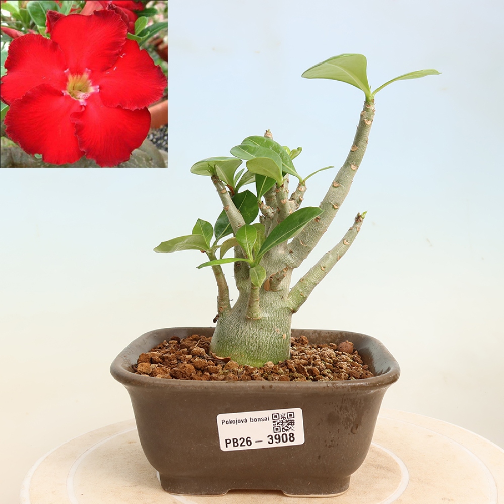 Kamerbonsai - Adenium obesum Red Star - Woestijnroos