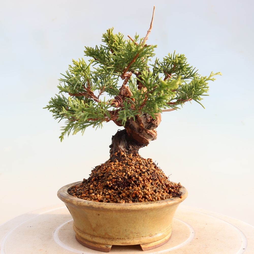Bonsai voor buiten - Juniperus chinensis Itoigawa