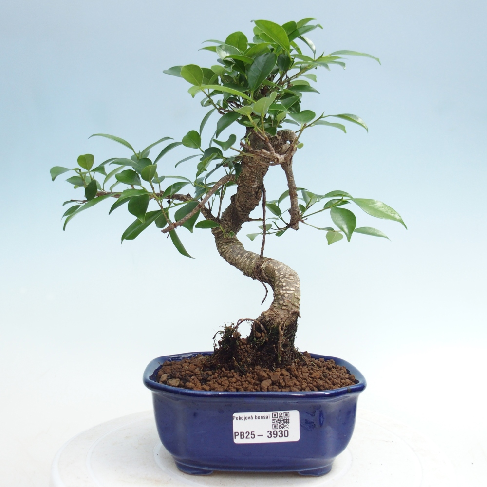 Kamerbonsai - Ficus retusa - kleinbladige ficus
