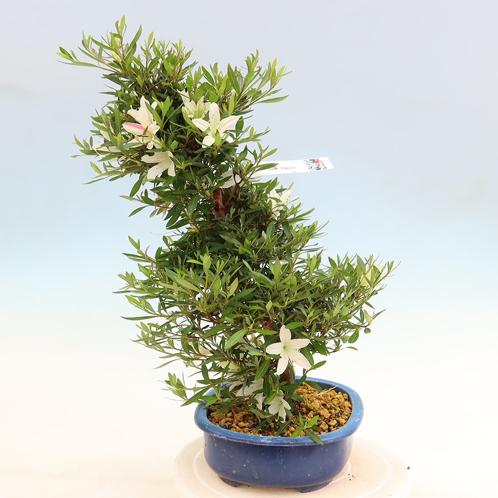 Bonsai voor buiten - Japanse Azalea - Azalea Hakurin