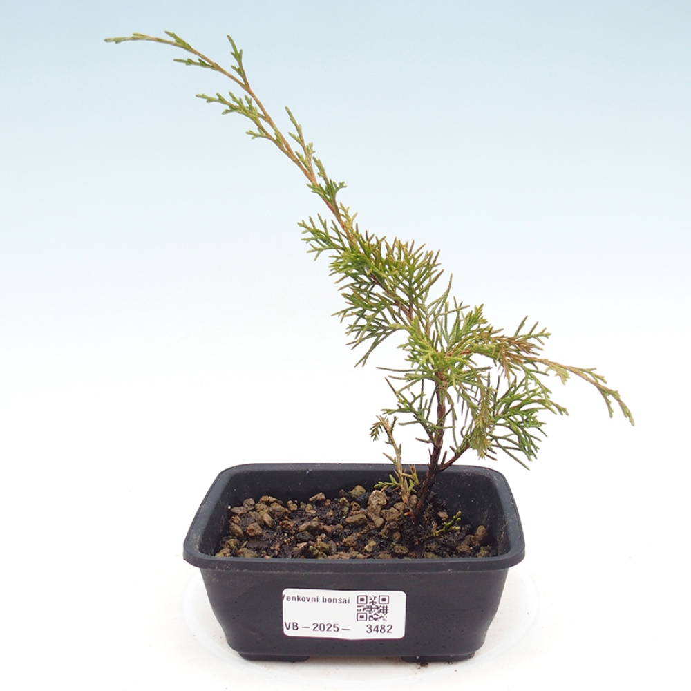 Bonsai voor buiten - Juniperus chinensis Itoigawa