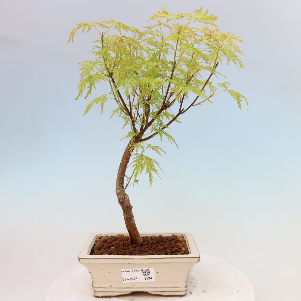 Bonsai voor buiten - Acer palmatum Dissectum