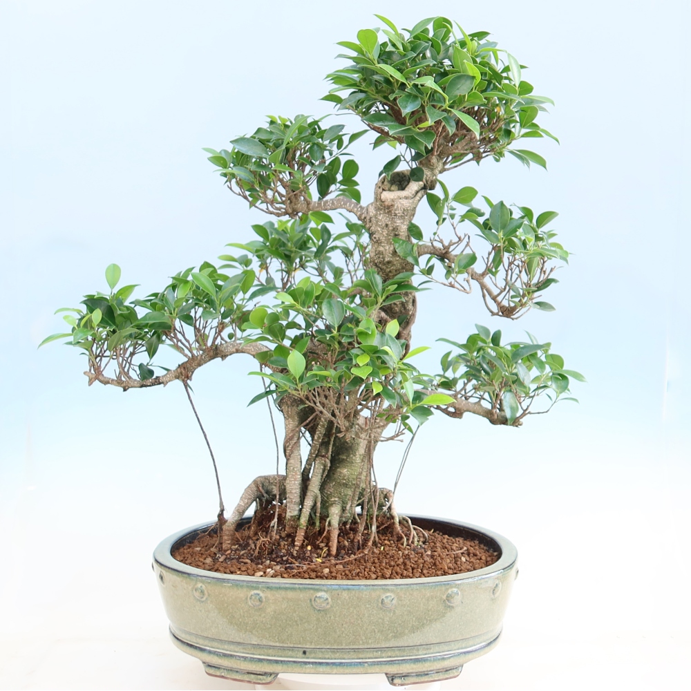 Kamerbonsai - Ficus kimmen - kleinbladige ficus