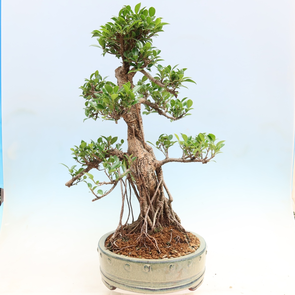 Kamerbonsai - Ficus kimmen - kleinbladige ficus