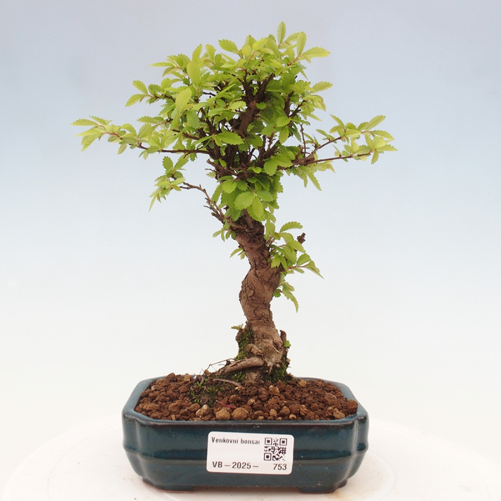 Bonsai voor buiten - Zelkova - Zelkova NIRE