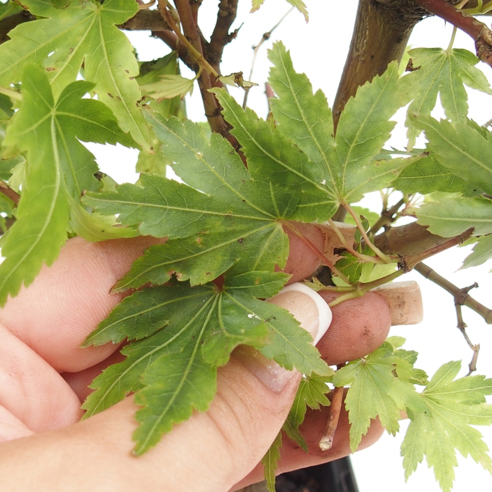 Bonsai voor buiten - Acer palmatum Dr Tilt in container