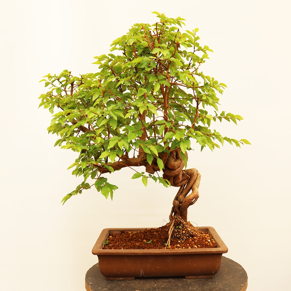 Bonsai voor buiten -Carpinus Coreana - Koreaanse haagbeuk