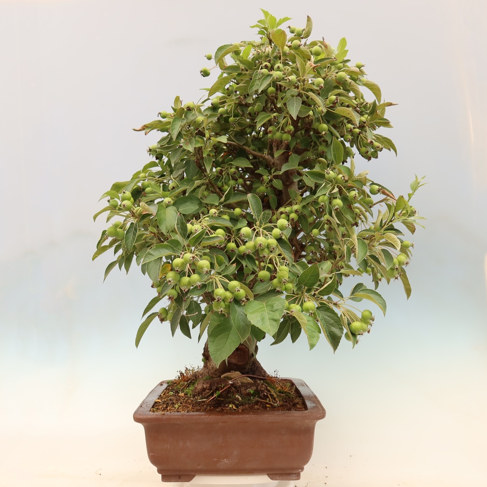 Bonsai voor buiten -Malus halliana - Appelboom met kleine vruchten